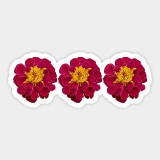 Three Red Marigold Flowers Floral Photo Sticker